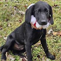 Thumbnail photo of PUPPY IDGIE #3