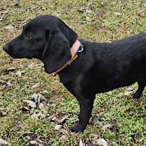 Thumbnail photo of PUPPY IDGIE #4