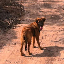 Thumbnail photo of Bear #1