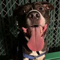 Thumbnail photo of Kylo #2