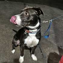 Thumbnail photo of Kylo #1