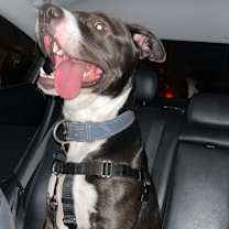 Thumbnail photo of Kylo #3