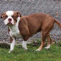 Thumbnail photo of Sugar #2