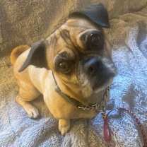 Thumbnail photo of LEVI #1