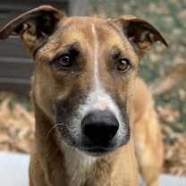 Thumbnail photo of Hot Chocolate (I Have a Secret Crush!) #4