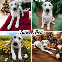 Thumbnail photo of Sweet Pea #1