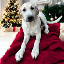 Thumbnail photo of Sweet Pea #2