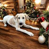 Thumbnail photo of Sweet Pea #3