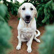 Thumbnail photo of Sweet Pea #4