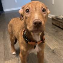 Thumbnail photo of Simba #2