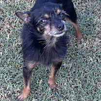 Thumbnail photo of Pico #4