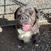 Thumbnail photo of Dodger #1