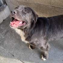 Thumbnail photo of Dodger #2