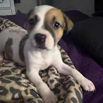 Thumbnail photo of Lyric #1