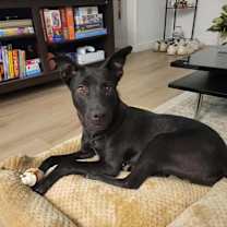 Thumbnail photo of Domino #1