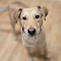 Thumbnail photo of Westy #1