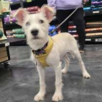 Thumbnail photo of Sammie #2