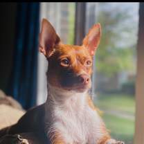 Thumbnail photo of Milo #1