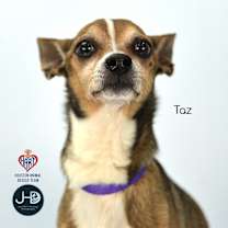 Thumbnail photo of Taz #2