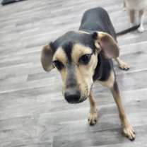 Thumbnail photo of Skye #1