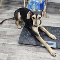 Thumbnail photo of Skye #2