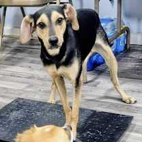 Thumbnail photo of Skye #3