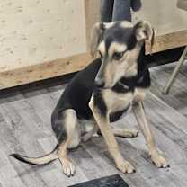 Thumbnail photo of Skye #4