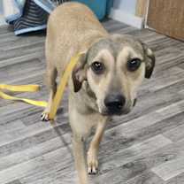 Thumbnail photo of Star #1