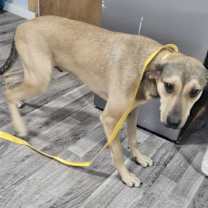 Thumbnail photo of Star #2