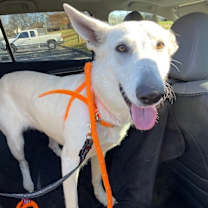 Thumbnail photo of Mercedes #1