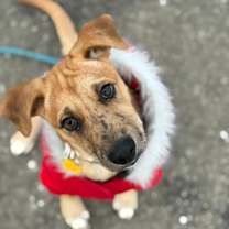 Thumbnail photo of Sanders #1