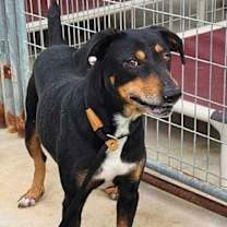 Thumbnail photo of Bo #3