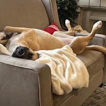 Thumbnail photo of Marley #4