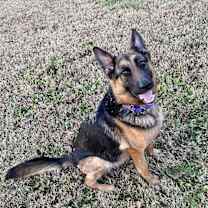 Thumbnail photo of Naomi (CAT TOLERANT) #1