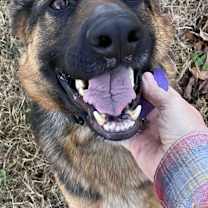 Thumbnail photo of Naomi (CAT TOLERANT) #2