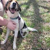 Thumbnail photo of Charlee #2