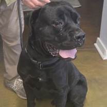 Thumbnail photo of Thor #3