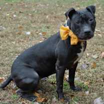 Thumbnail photo of Misty fka Dunkin Glaze #2