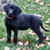 Thumbnail photo of Patty #1