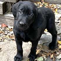 Thumbnail photo of Patty #3