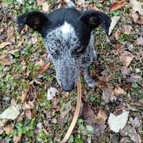 Thumbnail photo of Livvy #3