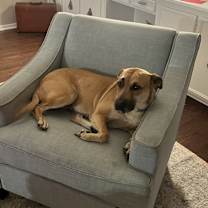 Thumbnail photo of Hazel #4