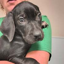 Thumbnail photo of Millie #2