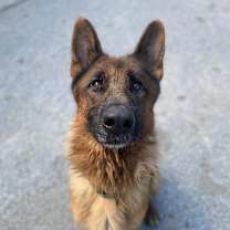 Thumbnail photo of Diesel #2