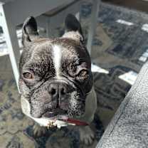 Thumbnail photo of Frank #1