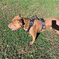 Thumbnail photo of King #2