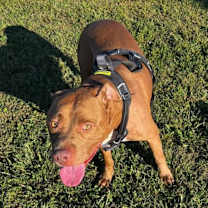 Thumbnail photo of King #3