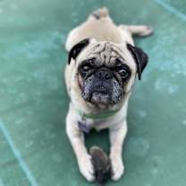 Thumbnail photo of Boomer #2