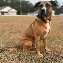 Thumbnail photo of Duke #1