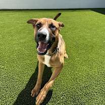 Thumbnail photo of Duke #2